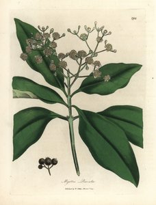 White flowered all-spice tree, Myrtus pimenta by James Sowerby