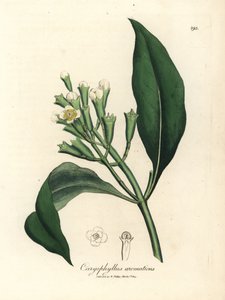 White flowered clove spice tree, Caryophyllus aromaticus by James Sowerby