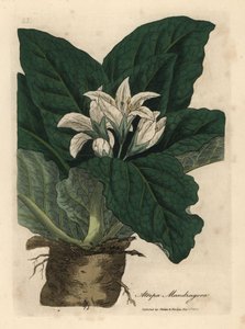 White Flowered Mandrake by James Sowerby