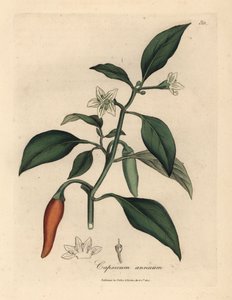 White flowered, scarlet guinea pepper, Capsicum annuum by James Sowerby