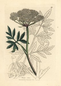 White flowered water hemlock, Cicuta virosa by James Sowerby