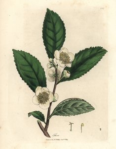 White Flowers and Green Tea Leaves, Thea bohea, Camellia sinensis