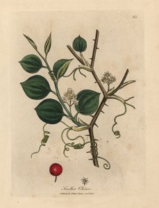 White flowers, tendrils and red berry of Chinese smilax by James Sowerby