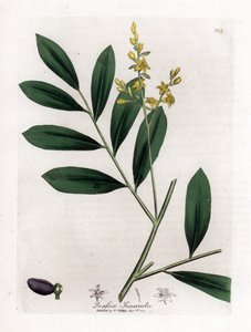 White mahogany or marupa - Simaruba, Simarouba amara