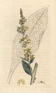 White Mullein, Verbasum lychnitis by James Sowerby