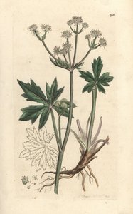 Wood Sanicle, Sanicula europaea (Handcoloured copperplate engraving) by James Sowerby
