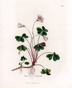 Wood Sorrel or Wood Oxalide - Woodsorrel, Oxalis acetosella. Handcoloured Copperplate Engraving from a Botanical Illustration by James Sowerby from William Woodville and Sir William Jackson Hooker