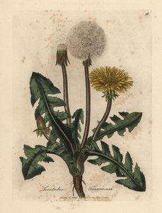 Yellow flowered common dandelion, Leontodon taraxacum
