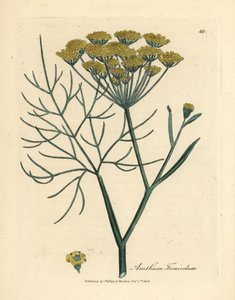 Yellow flowered fennel, Anethum foeniculum by James Sowerby