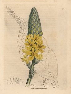 Yellow flowered great broad-leaved mullein, Verbascum thapsus by James Sowerby