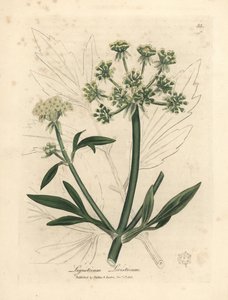 Yellow flowered lovage, Ligusticum levisticum by James Sowerby