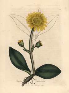 Yellow Flowered Mountain Arnica