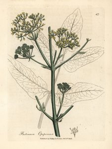 Yellow Flowered Opopanax or Rough Parsnep by James Sowerby