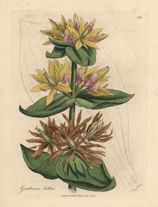 Yellow gentian, Gentiana lutea by James Sowerby