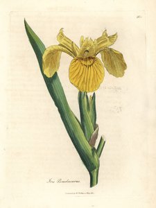 Yellow water flag, Iris pseudocorus by James Sowerby