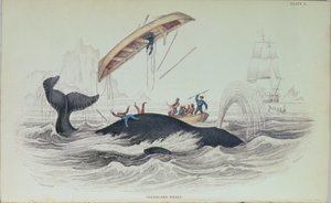 Greenland Whale, book illustration engraved by William Home Lizars