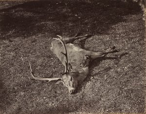 The Royal Stag by James Valentine
