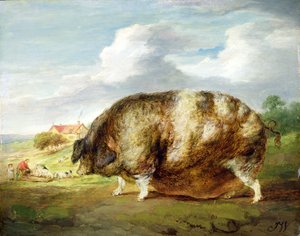 A Gloucestershire Old Spot by James Ward