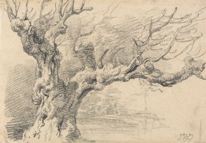 An Old Oak Tree