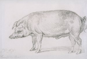 Hereford Boar, c.1803-04