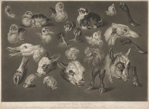 Studies from Nature by James Ward