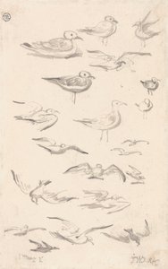 Studies of Gulls by James Ward