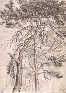 Study of Trees by James Ward