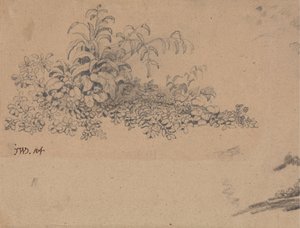 Study of Undergrowth