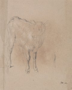 Study of a Calf