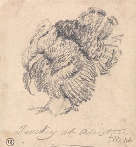 Study of a Turkey