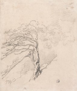 Tree on a Hillside