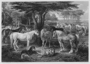 The Council of Horses, from the picture in the Vernon Gallery