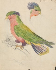 A Cockatoo