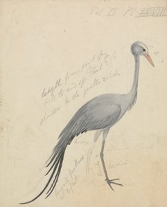 A Crane by James de Carle Sowerby