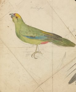 A Parrot