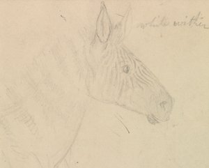 Zebra by James de Carle Sowerby