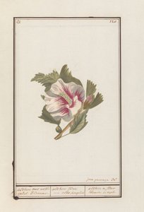 Hibiscus (Hibiscus syriacus) by Jan Anton Garemyn