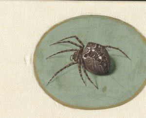 Spider by Jan Augustin van der Goes