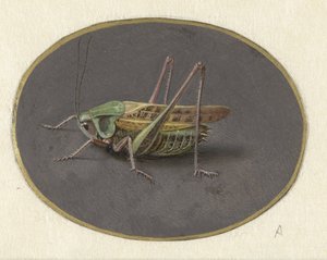 Grasshopper (Animals series) by Jan Augustin van der Goes