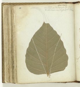 Tree Leaf Saint Helena