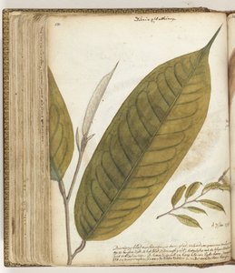 Durian Leaf