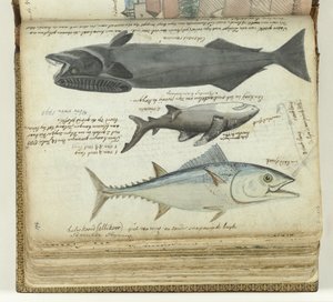 A Tuna, a Shark, and a Remora by Jan Brandes