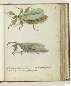 The Flying Leaf