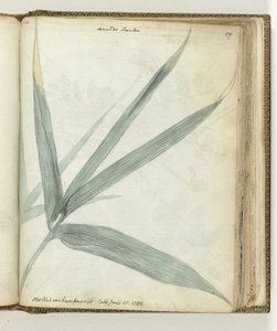 The Leaf of Bamboo Reed
