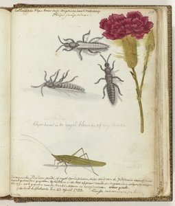 Dutch Beetle and Javanese Rice Locust