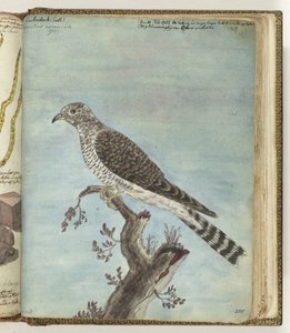 Dutch Cuckoo by Jan Brandes