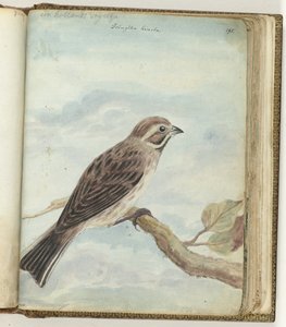 Dutch Bird