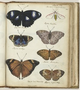 Indian Butterflies by Jan Brandes