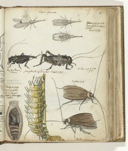 Insects