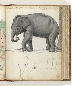 Young Elephant by Tree